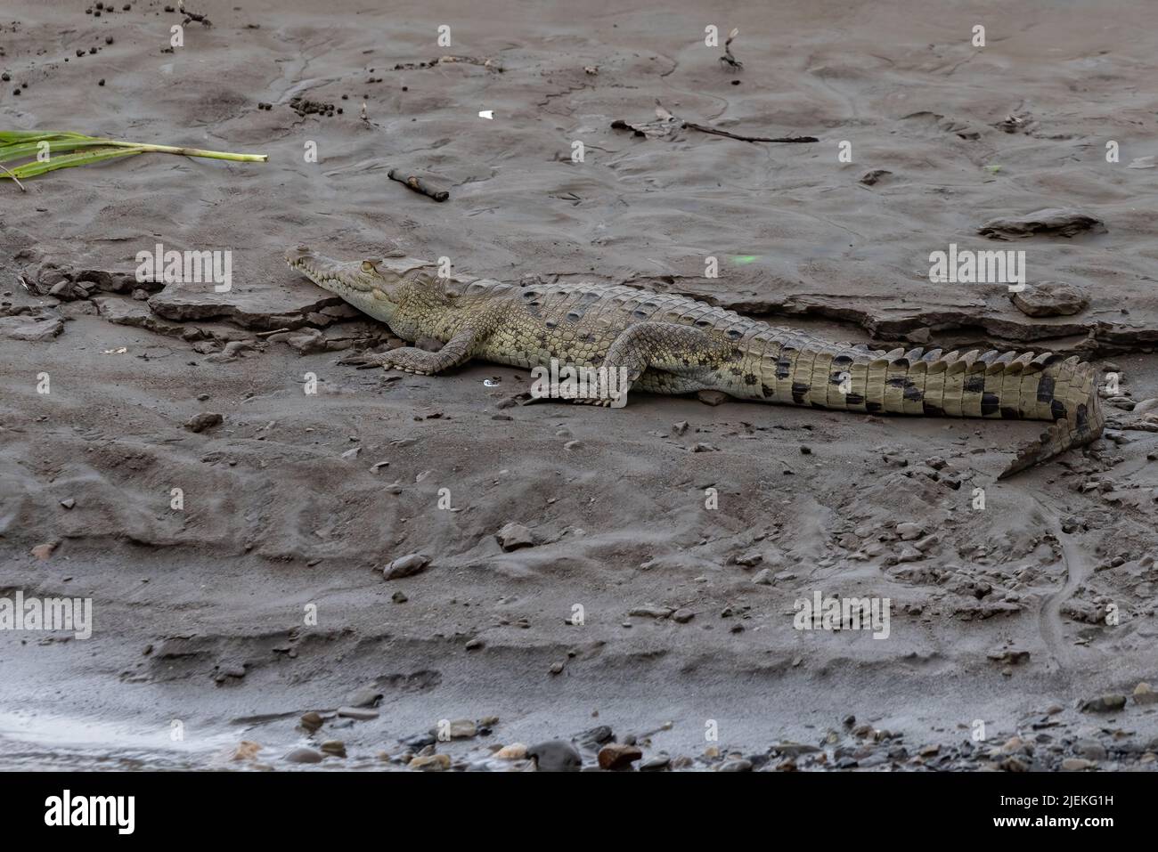 Crocodile getting sun in Costa Rica. Stock Photo