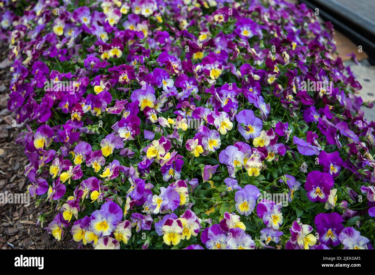 Purple and yelloe velvety Viola sugarplum annuals in a garden bed in the spring. Stock Photo