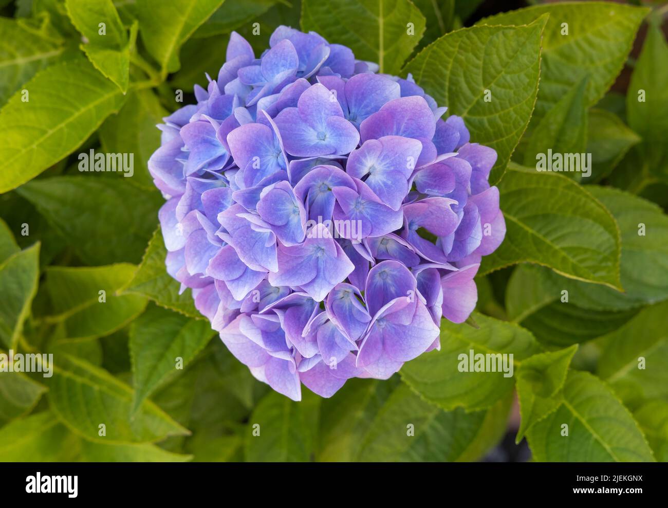 Beautiful Blue/Mauve Hydrangea flower (Hydrangea macrophylla) photographed against it's bright green leaves Stock Photo