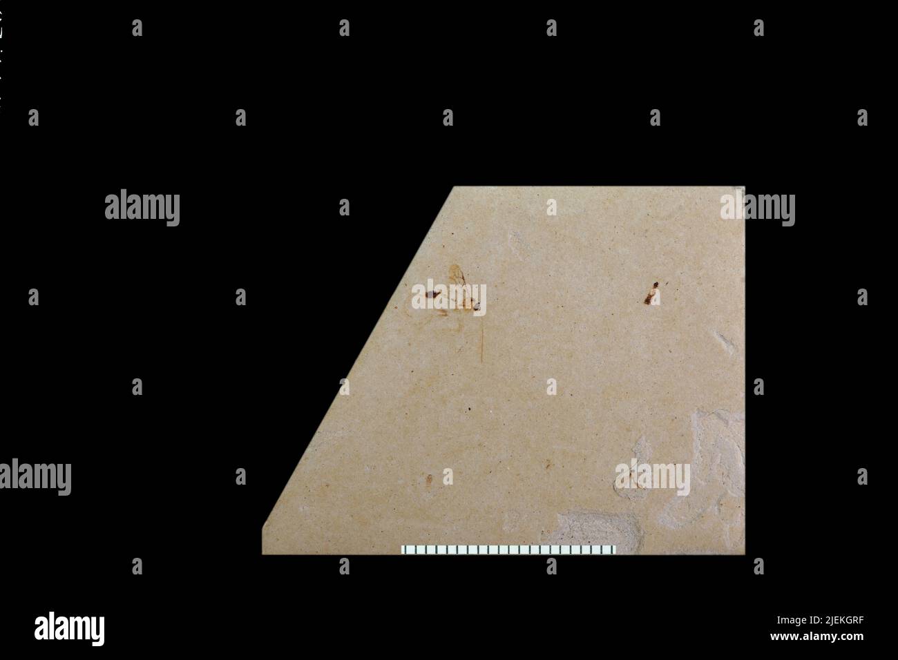 Undet araneae animalia hi-res stock photography and images - Alamy