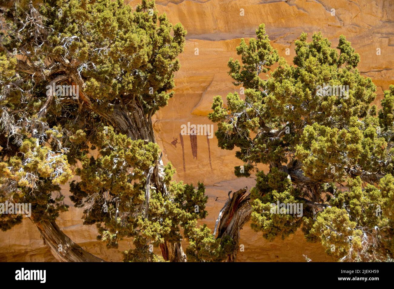Barrier Canyon style Pictographs framed by Juniper Trees. Stock Photo