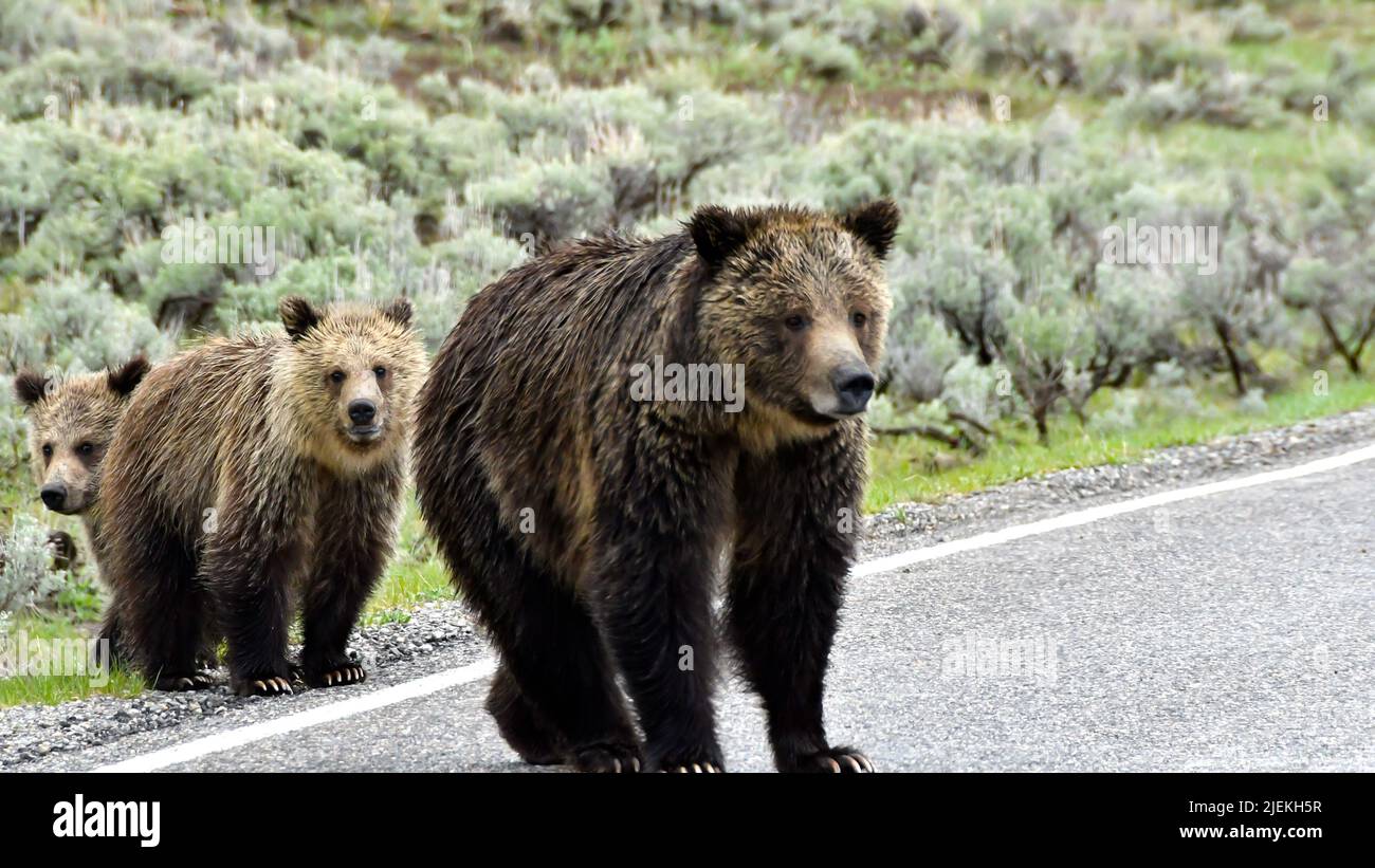 Mother Grizzly bear and two cubs crossing the road in Yellowstone