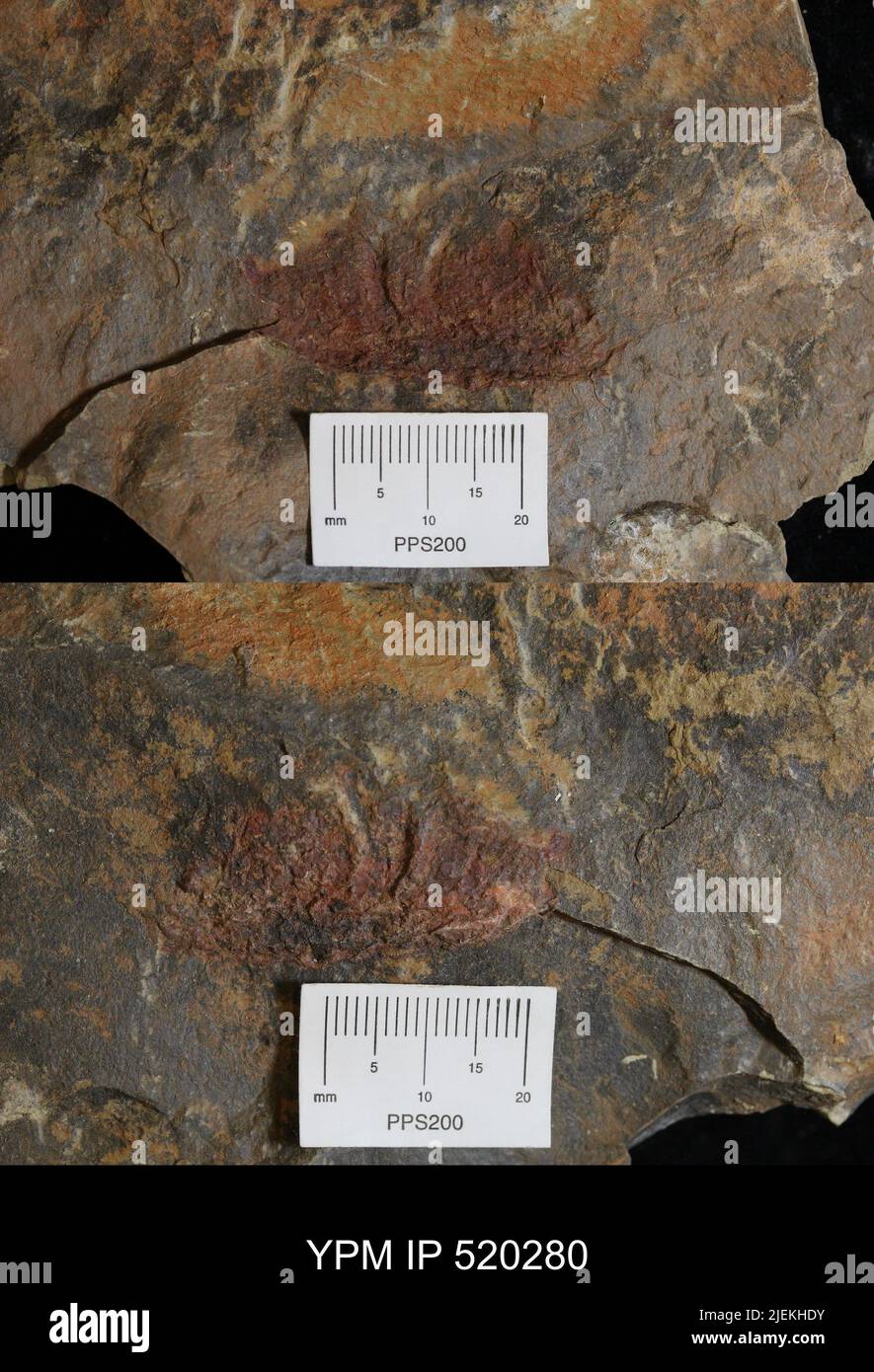 Arthropoda. Stock Photo