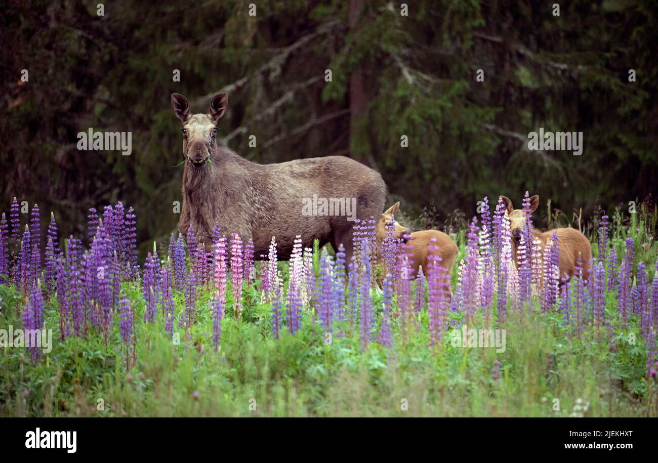 Female elk (Alces alces) with two calves and the invasive and not wanted Garden Lupine (Lupinus polyphyllus) from Telemark, Norway. Stock Photo
