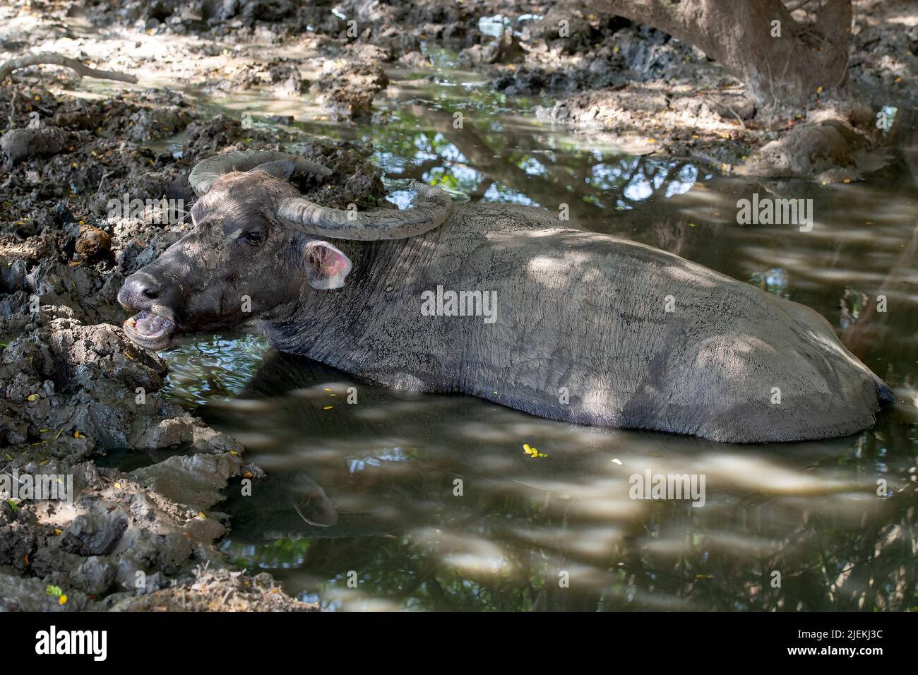 Water buffalo (Bubalus bubalis) taking a mud bath at Komodo Island, Indonesia Stock Photo