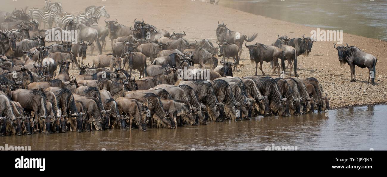 Wildebeests lining up to drink before crossing Mara River, Kenya. Stock Photo