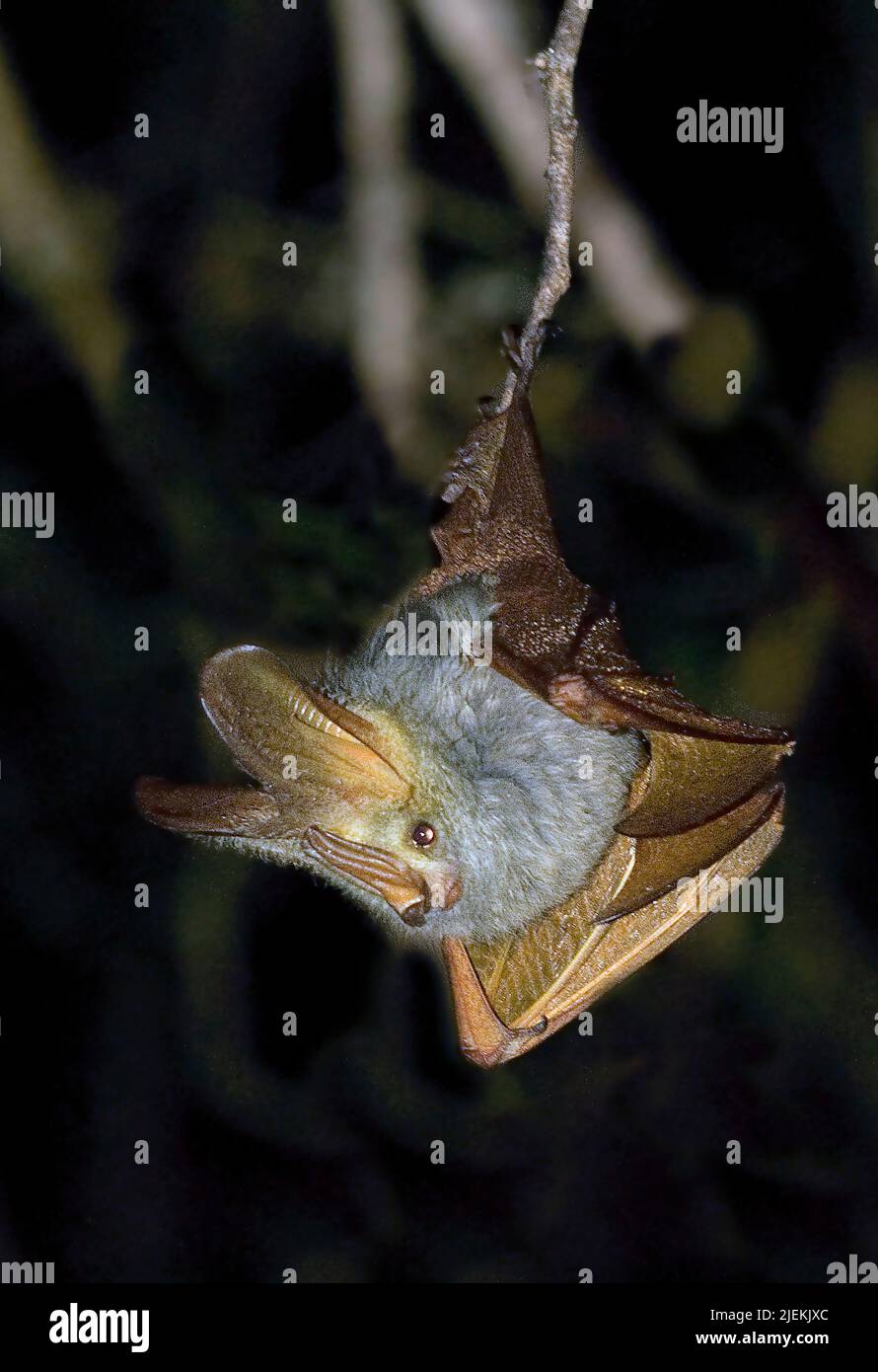 Yellow-winged Bat, Lavia frons, from central Kenya. Stock Photo