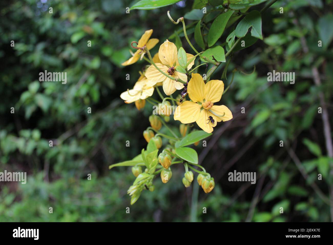 the yellow five petal flowers of The Christmas Tree (Senna hayesiana) growing in the jungle of Central America Stock Photo