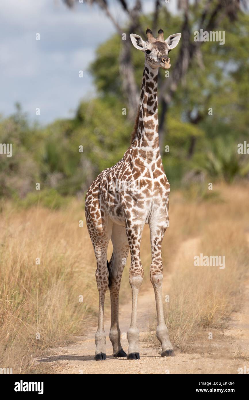 Giraffe Saadani National Park. Picture: garyrobertsworldwidefeatures.com Stock Photo