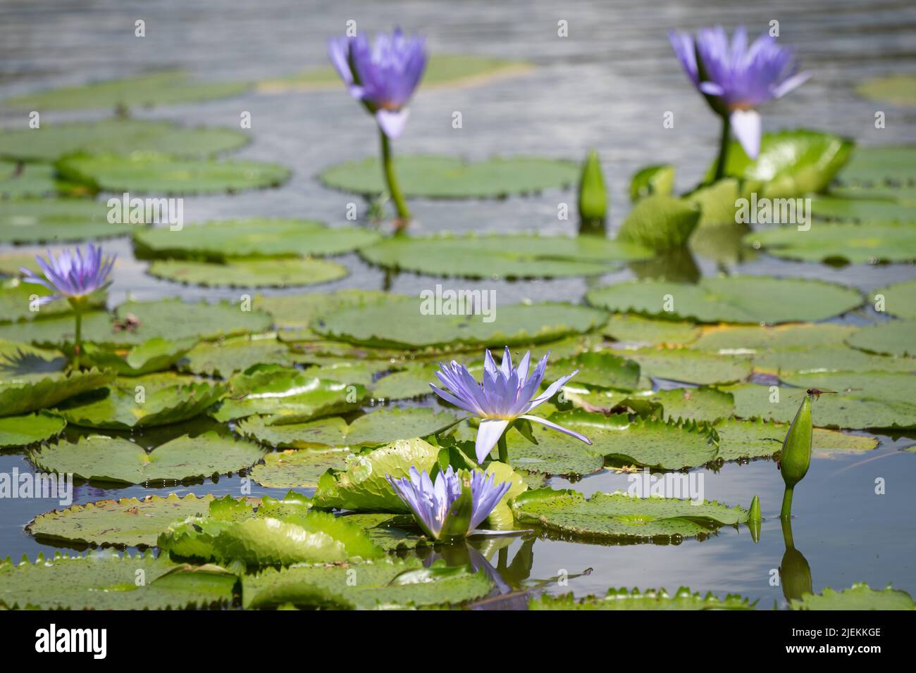 Water lily in pond with pads and blue/violet flower. Tanzania. Picture: garyroberts/worldwidefeatures.com Stock Photo