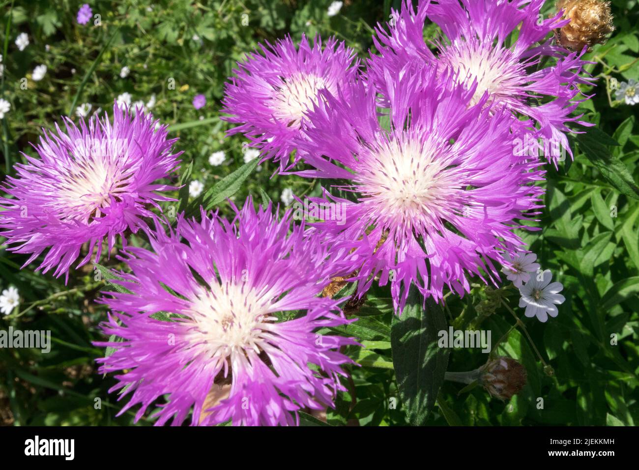 Pink, Centaurea dealbata 'Rosea', Blooms, Beautiful, Flowers, In, Garden, Knapweed, Persian Cornflower Stock Photo