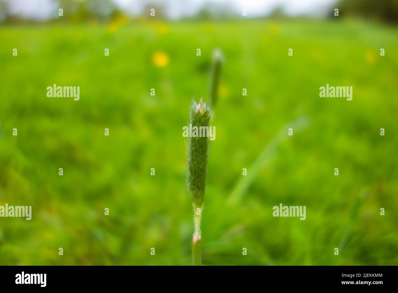Timothy Grass (Phleum pratense) isolated on a natural green background Stock Photo
