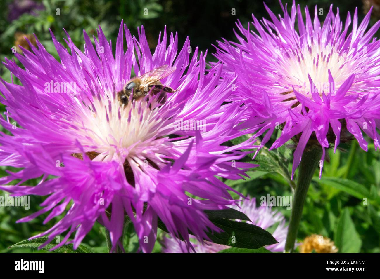 Bee in flower Centaurea dealbata Bee summer flower Stock Photo