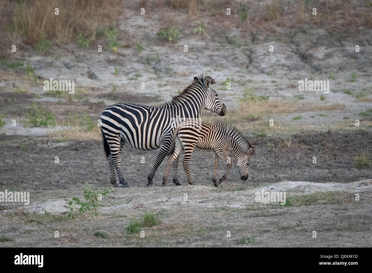 Zebra and Zebra foal Saadani National Park  Tanzania Picture: garyroberts/worldwidefeatres.com Stock Photo