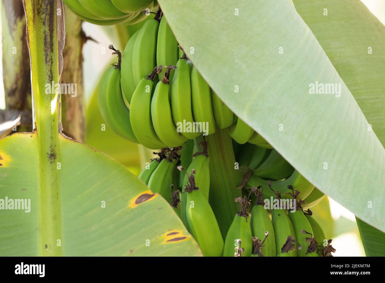 Bunch of bananas growing on tree. Green bananas. Tanzania. Picture: garyroberts/worldwidefeatures.com Stock Photo