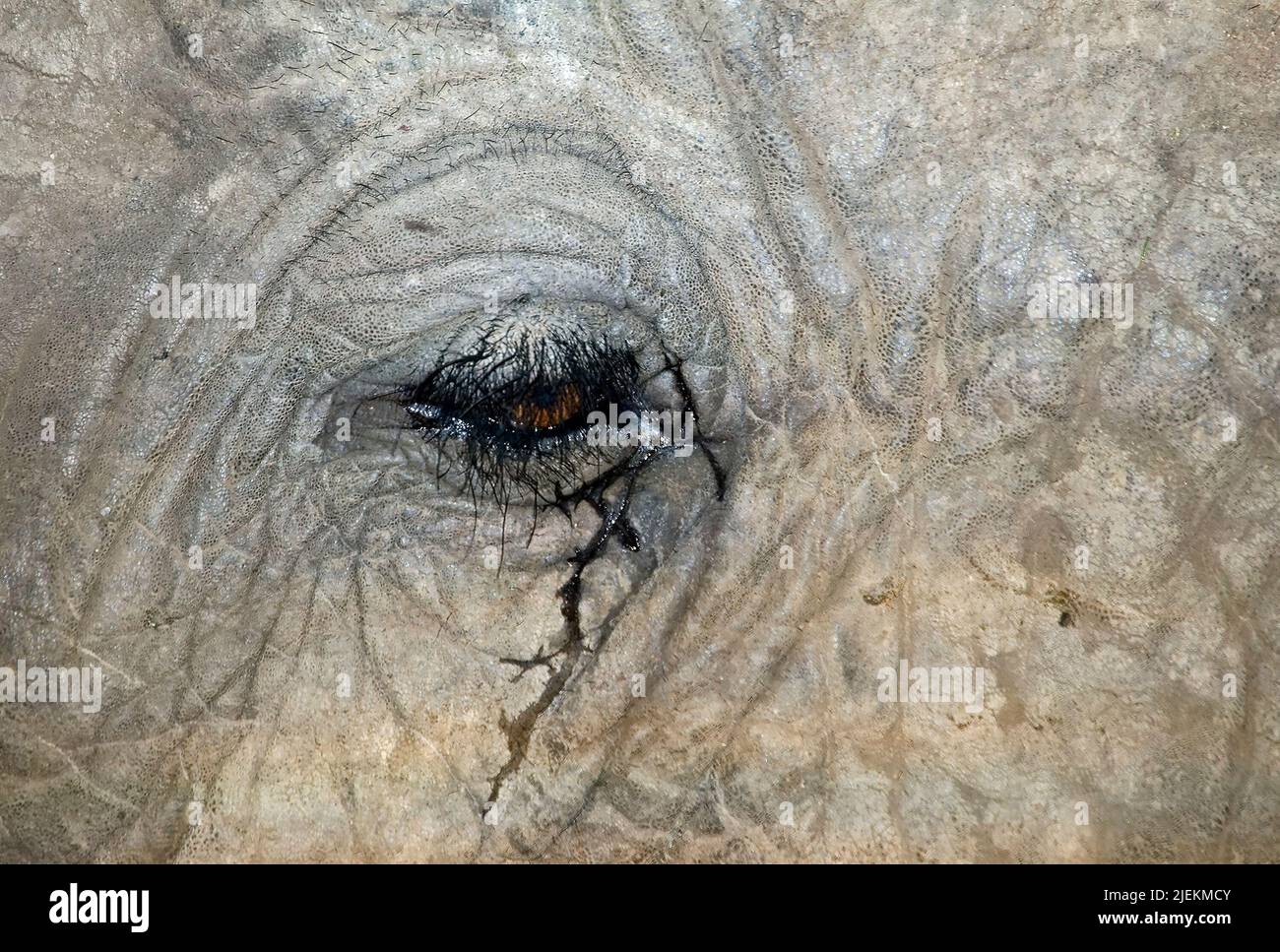 The eye of an African Elephant in close up. Stock Photo