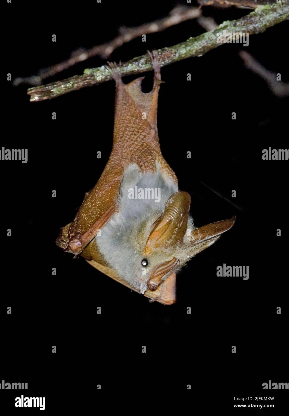 Yellow-winged Bat, Lavia frons, from Sweetwaters, Kenya. Stock Photo