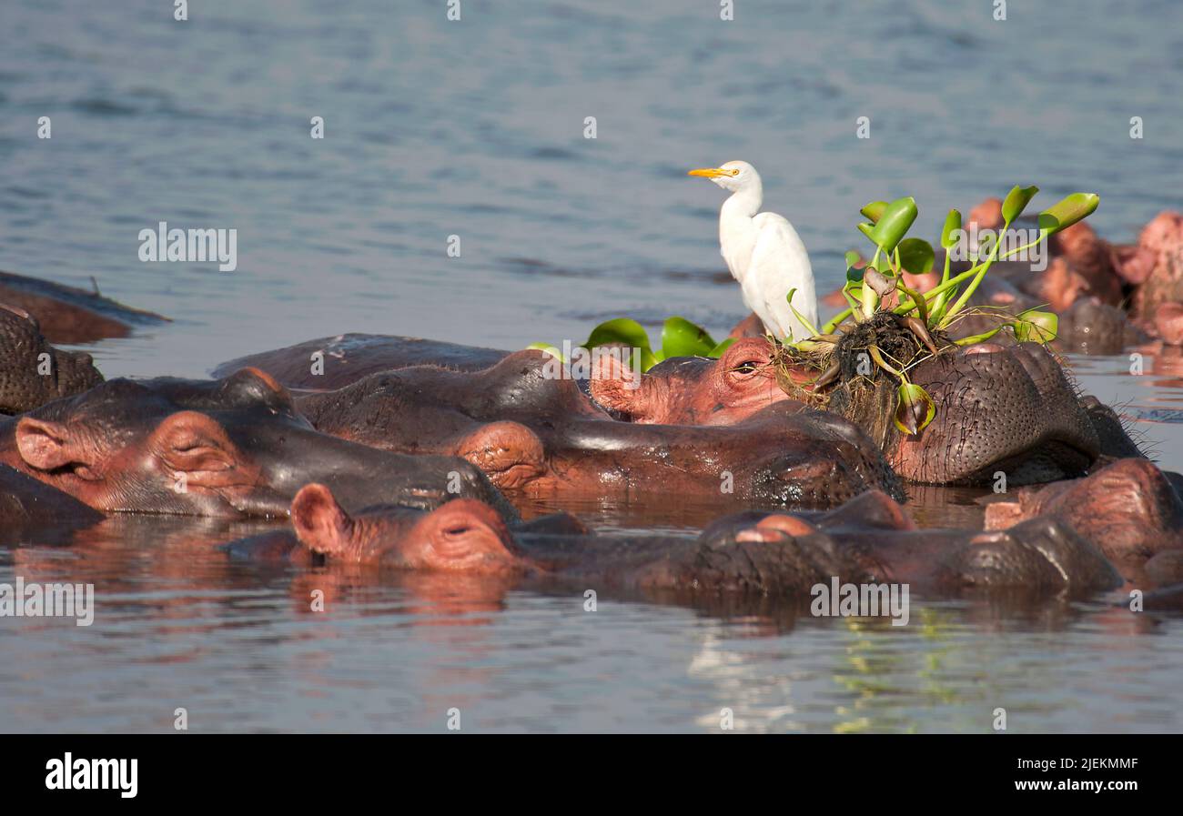 Hippo with Cattle Egret and Water Hyasints in Albert Nile, Uganda. Stock Photo