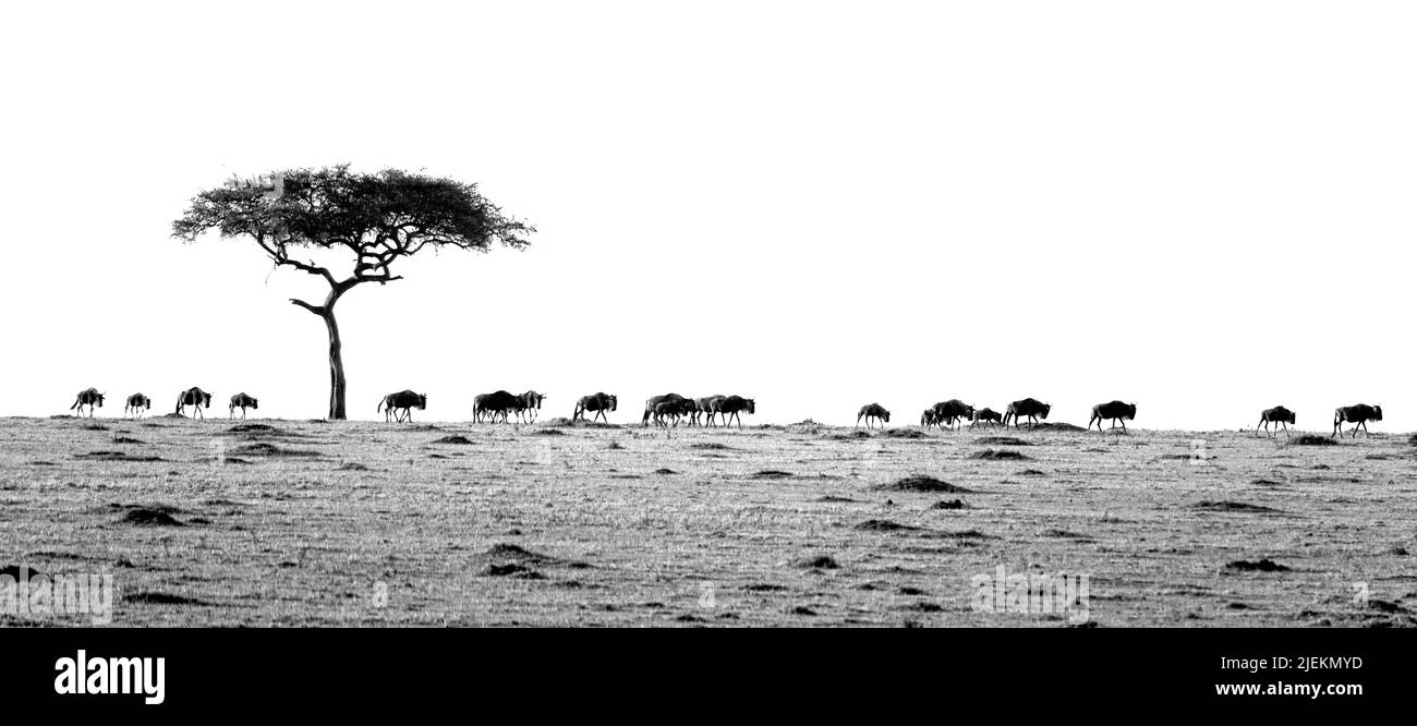 Wildebeests on their great migration in black and white. Maasai Mara, Kenya. Stock Photo