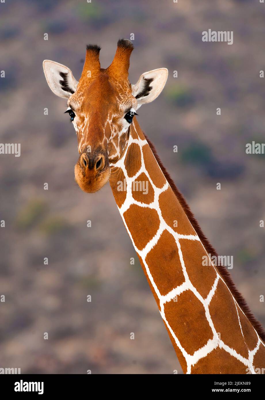 Reticulated Giraffe (Giraffa Camelopardalis Reticulata) From Samburu ...