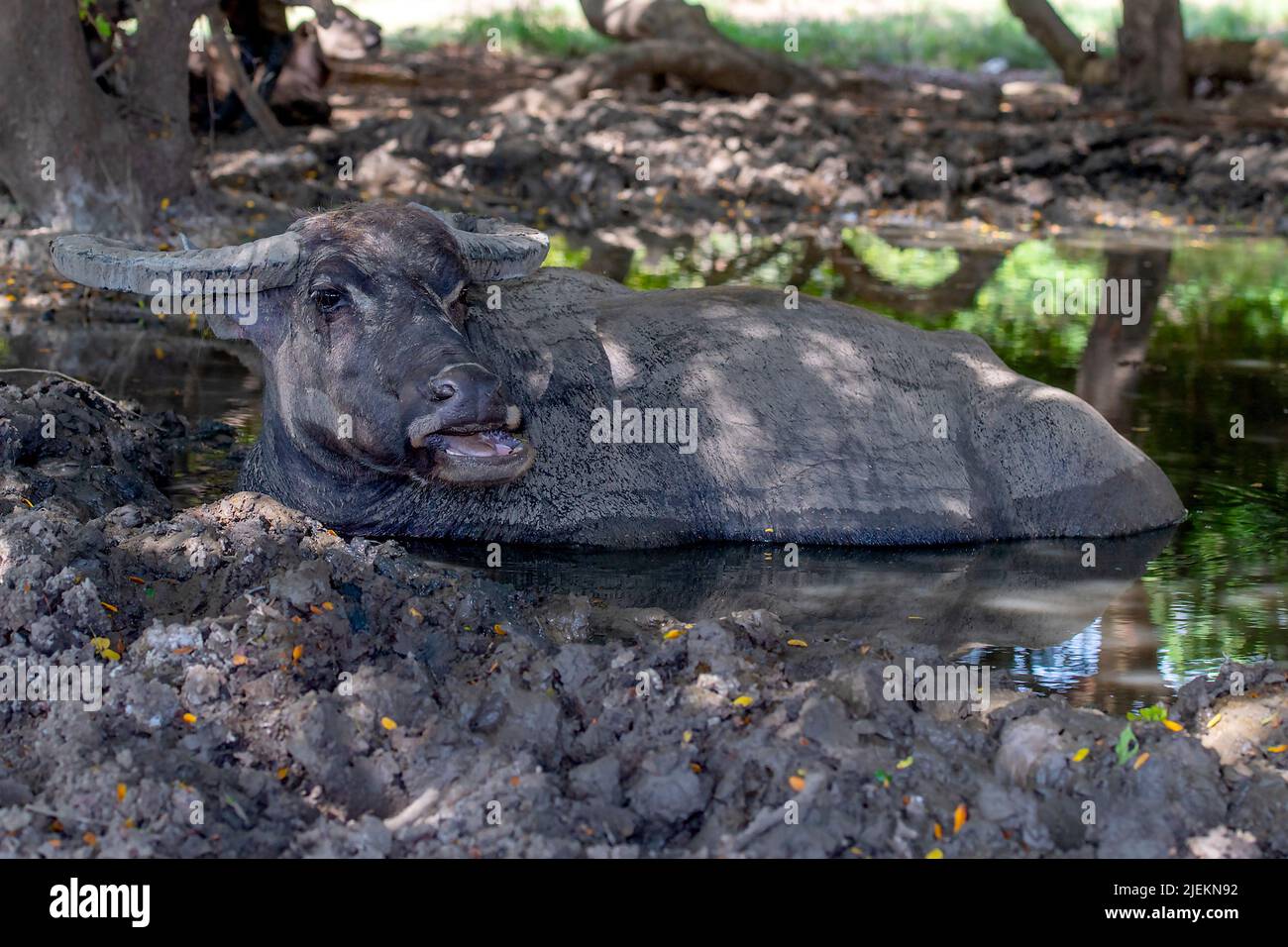 Water buffalo (Bubalus bubalis) taking a mud bath at Komodo Island, Indonesia Stock Photo Alamy