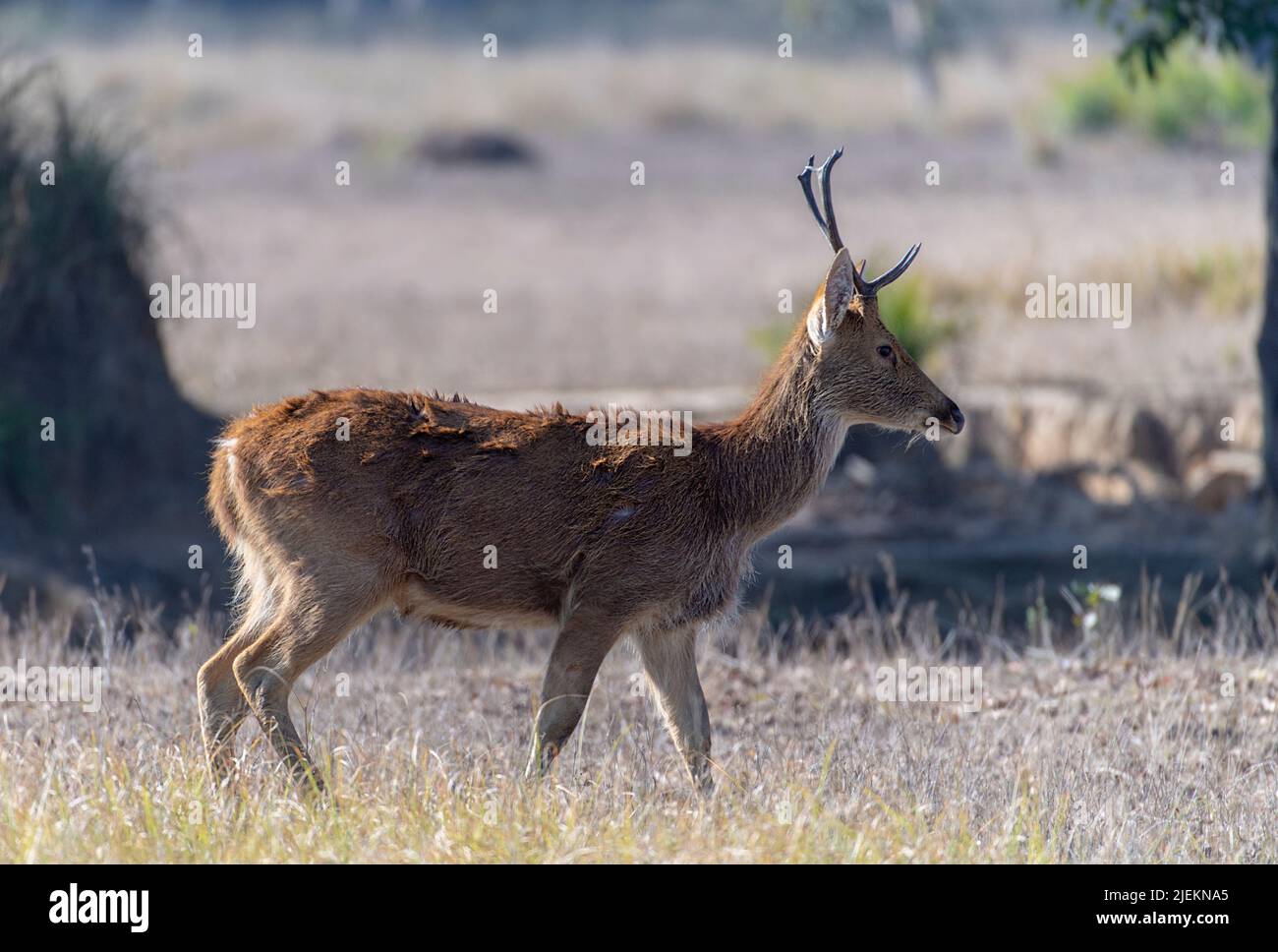 Swamp deer, also known as baraginga (Rucervus duvaucelii), male from