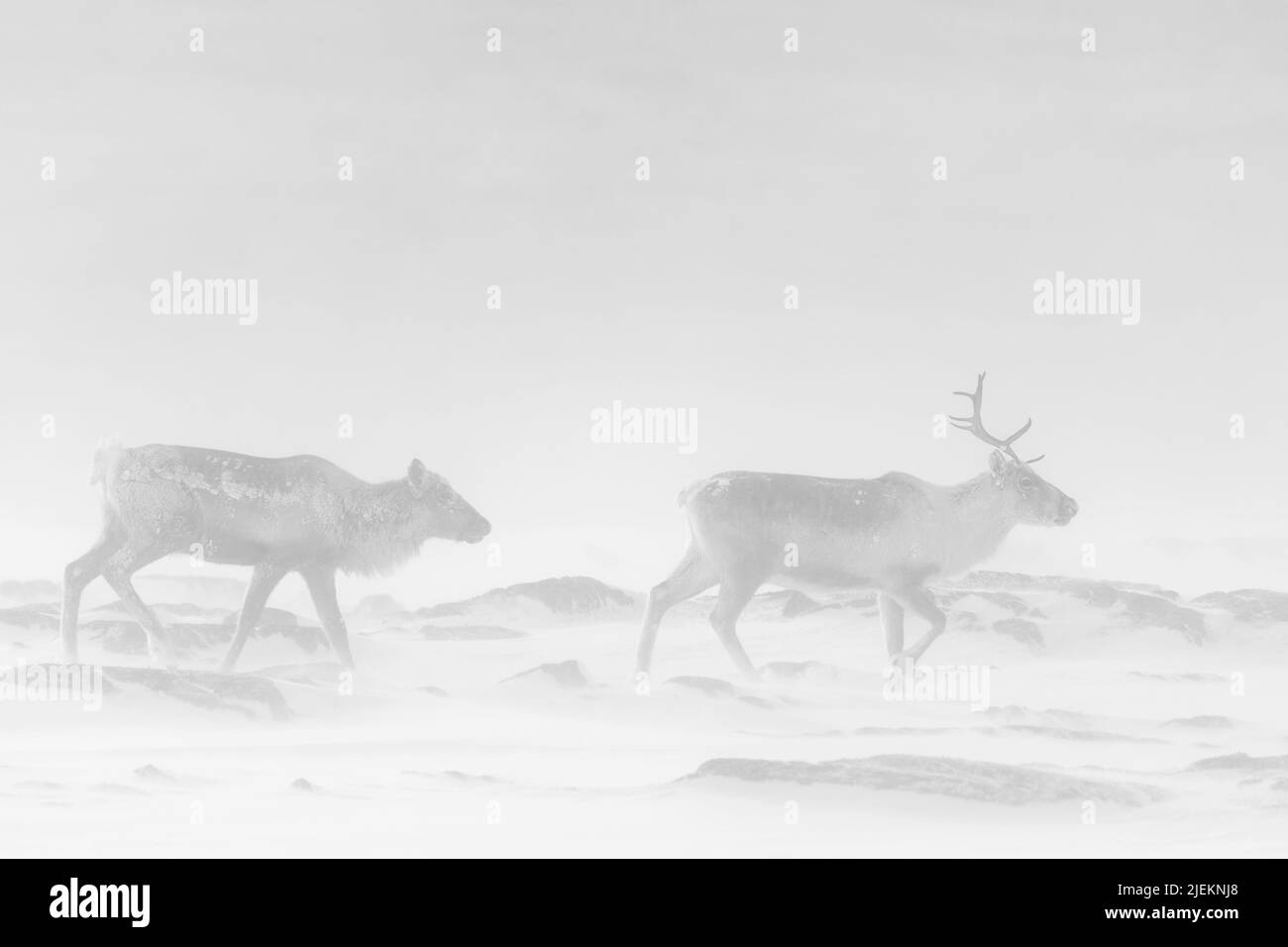 Reindeers (Rangifer tarandus tarandus) from Finnmark, Norway during a snow blizzard. Stock Photo