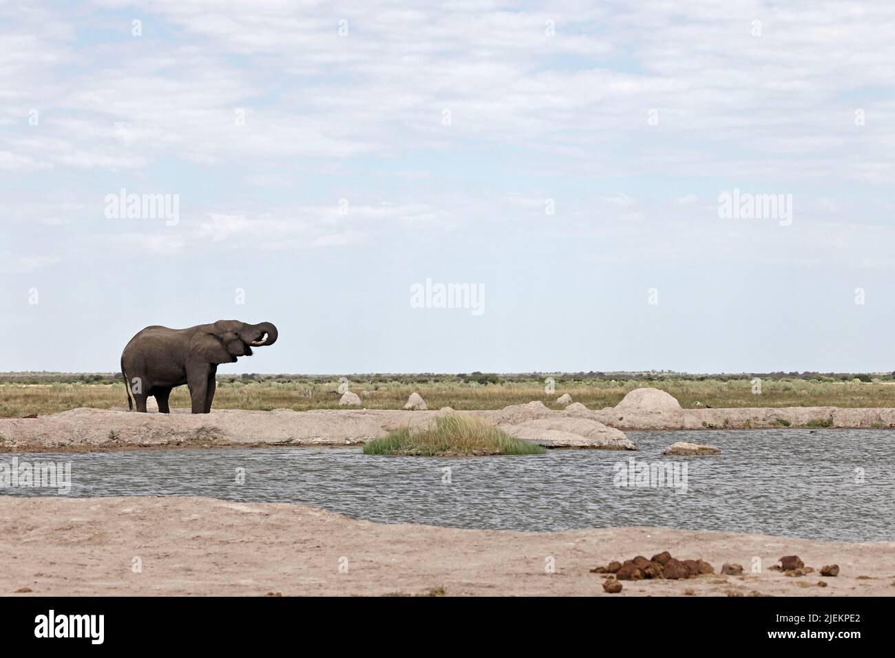 Elephant drinking water at the waterhole Nxai Pan Botswana Stock Photo