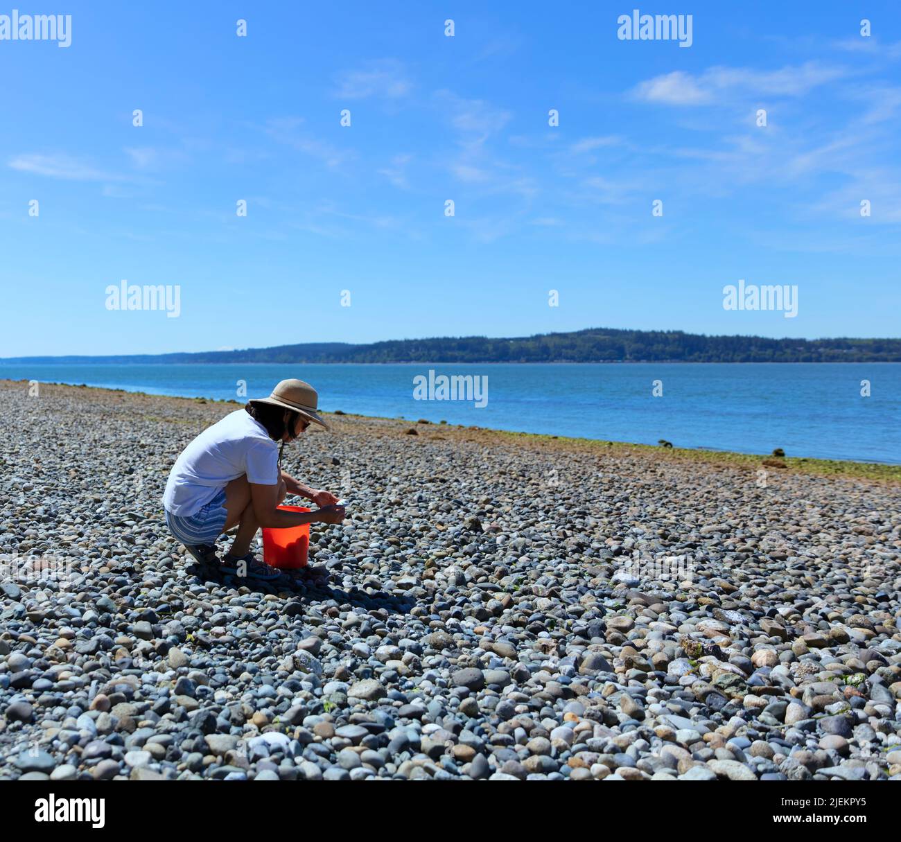 Mature woman picking sea shell at the ocean during low tide Stock Photo