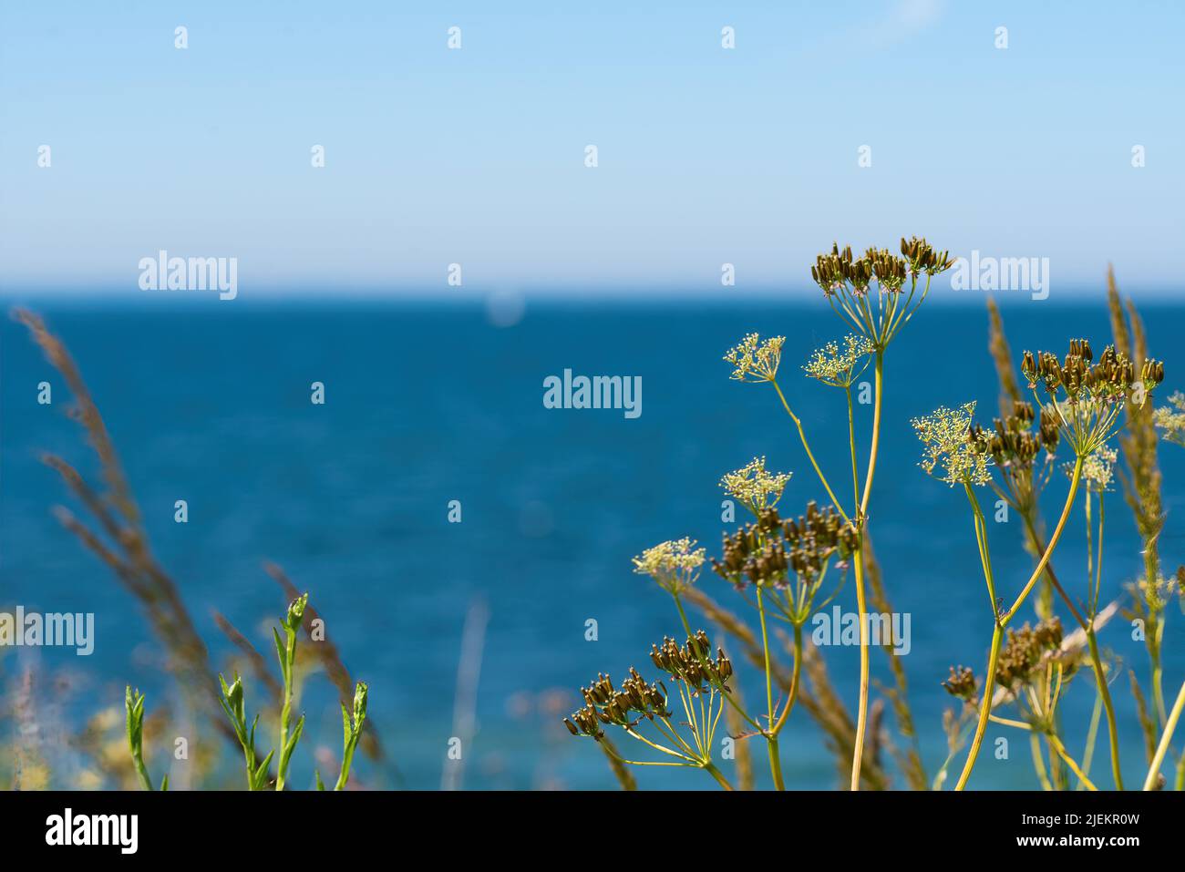 wild chervil, anthriscus sylvestris, against blue sea and sky, nature background Stock Photo