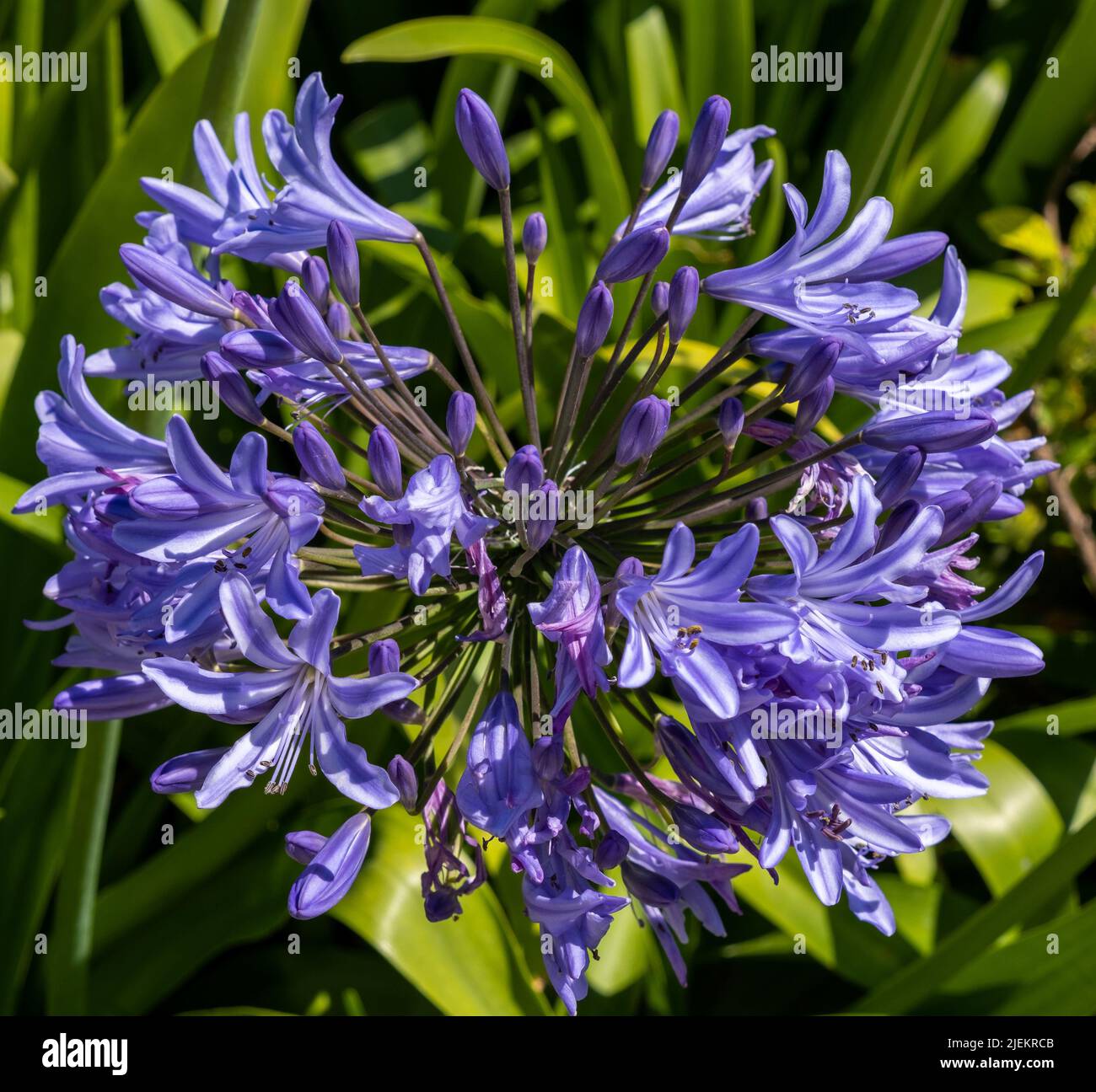 African Lily - Agapanthus praecox -(also known as Lily of the Nile) flower head Stock Photo