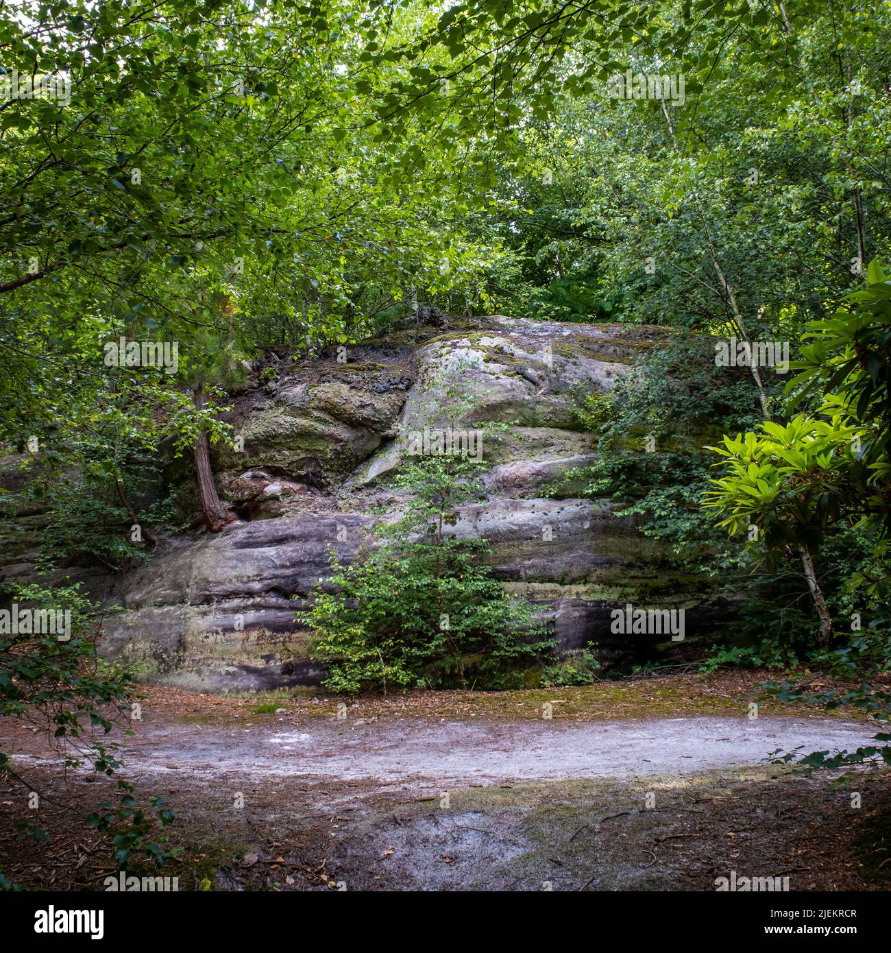Rock formation with tree roots, central sapling, a path, and trees ...