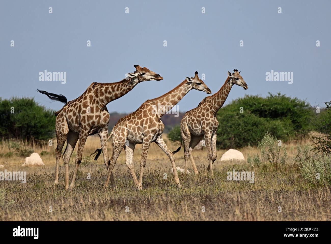 Three Giraffe in Nxai Pan Botswana Stock Photo