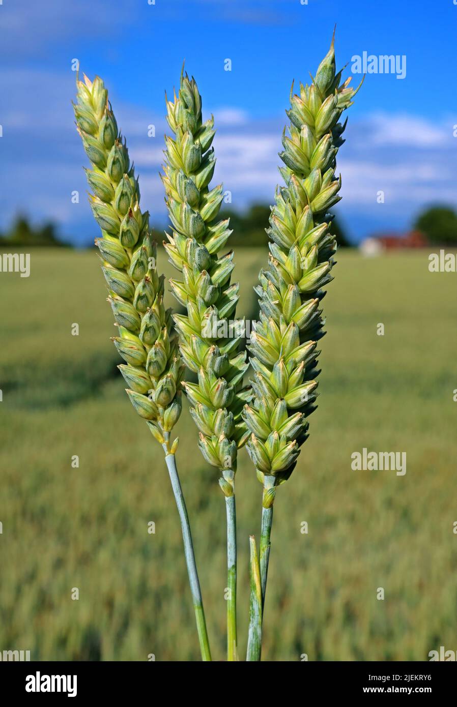 Fields of barley ready to harvest, Grappenhall Village, Warrington, Cheshire, England, UK, WA4 3EZ Stock Photo