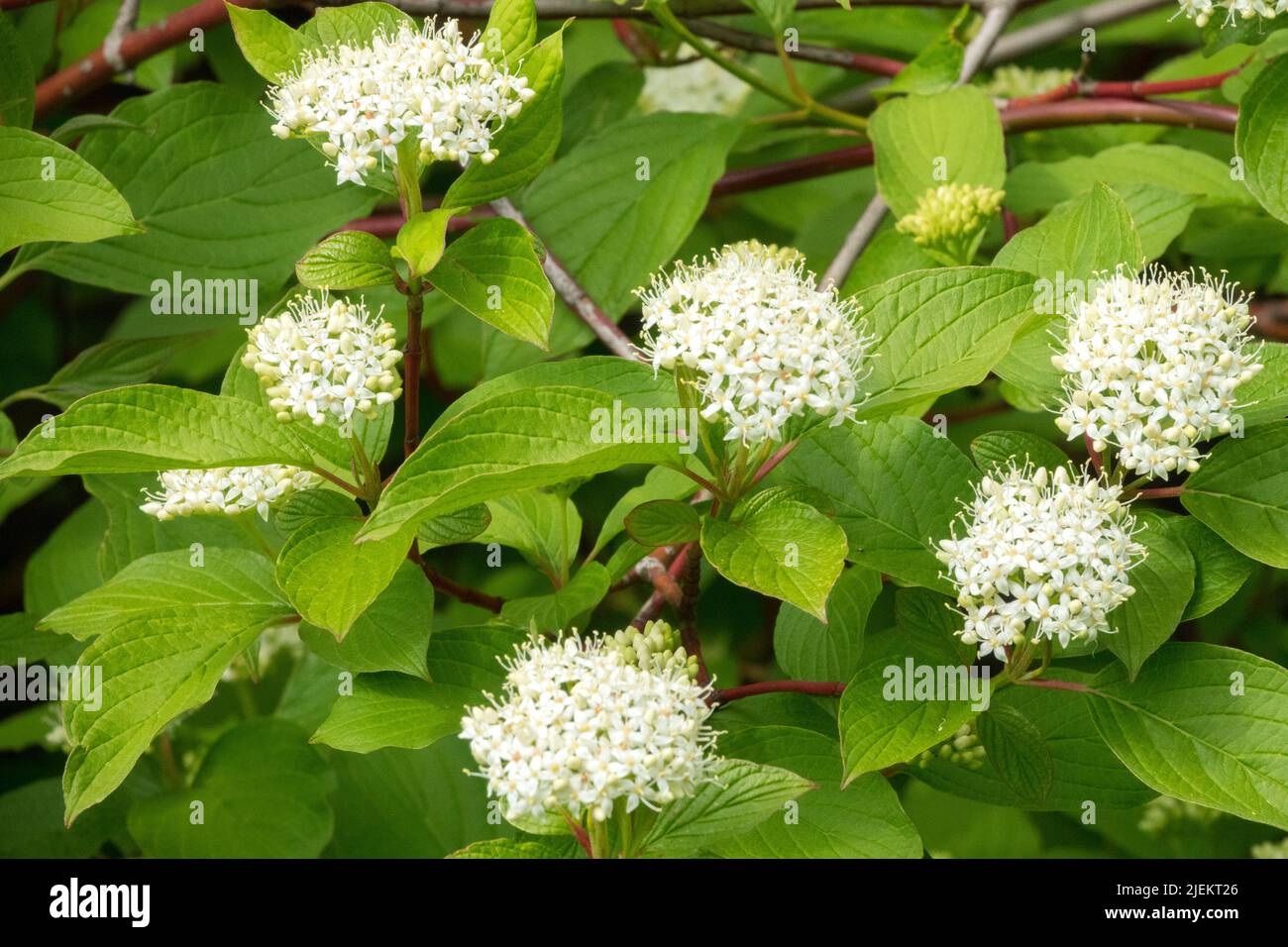 White, Cornus alba 'Sibirica', Flower, Flowering Shrub, Dogwood Stock Photo