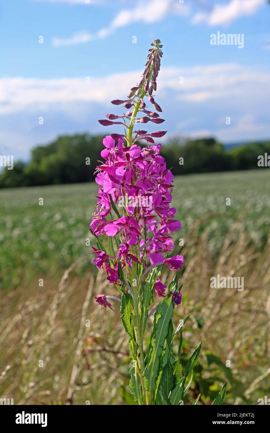 Rosebay Willowherb Chamerion angustifolium - Purple wildflower, Grappenhall, Warrington, Cheshire, England, UK, WA4 Stock Photo