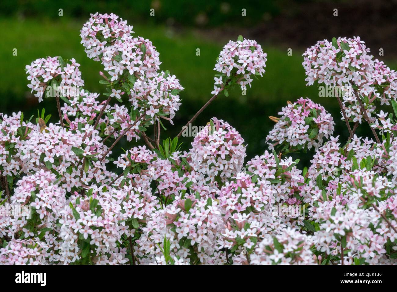 Pink white flowering srub Daphne × burkwoodii 'Somerset', Daphne Somerset Stock Photo
