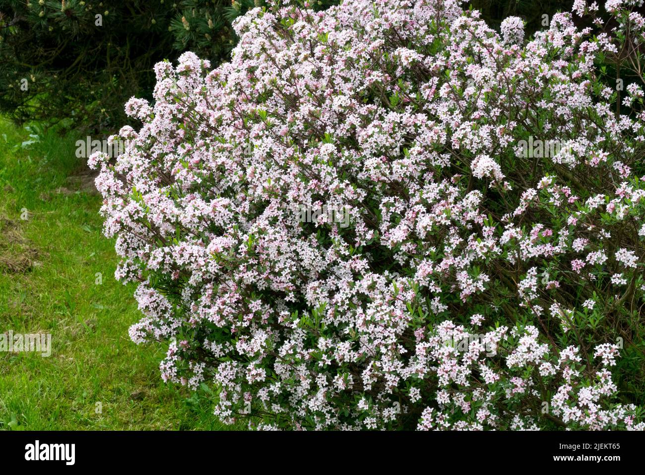 Daphne 'Somerset', Flowering shrub In Garden, Daphne × burkwoodii Somerset Stock Photo