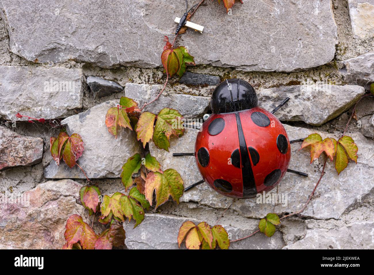 Ladybird garden ornament on a stone wall in a garden. Stock Photo