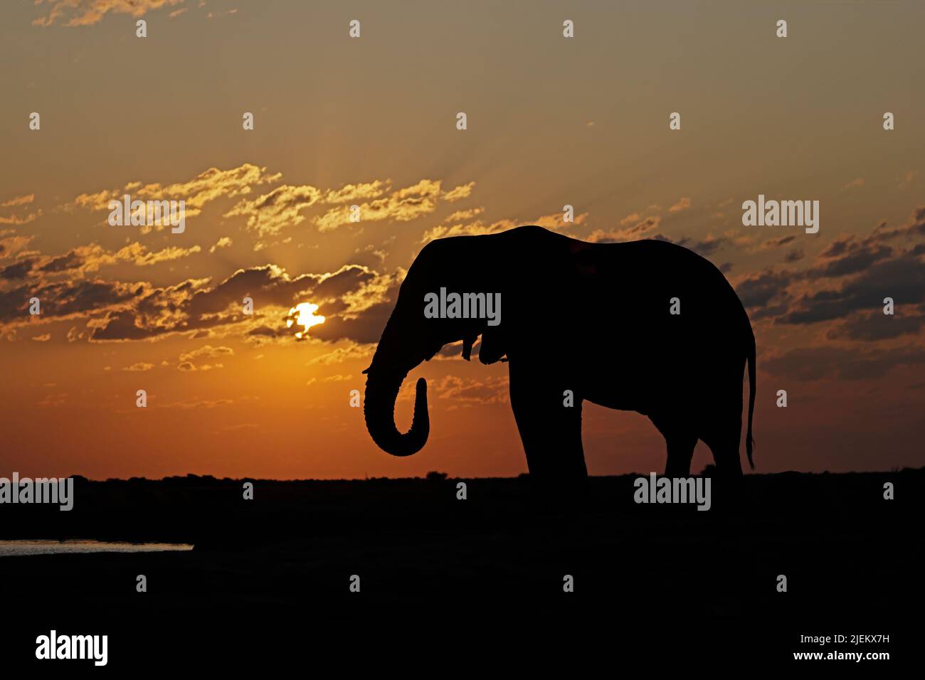 Elephant at sunset at Nxai Pan Waterhole Botswana Stock Photo
