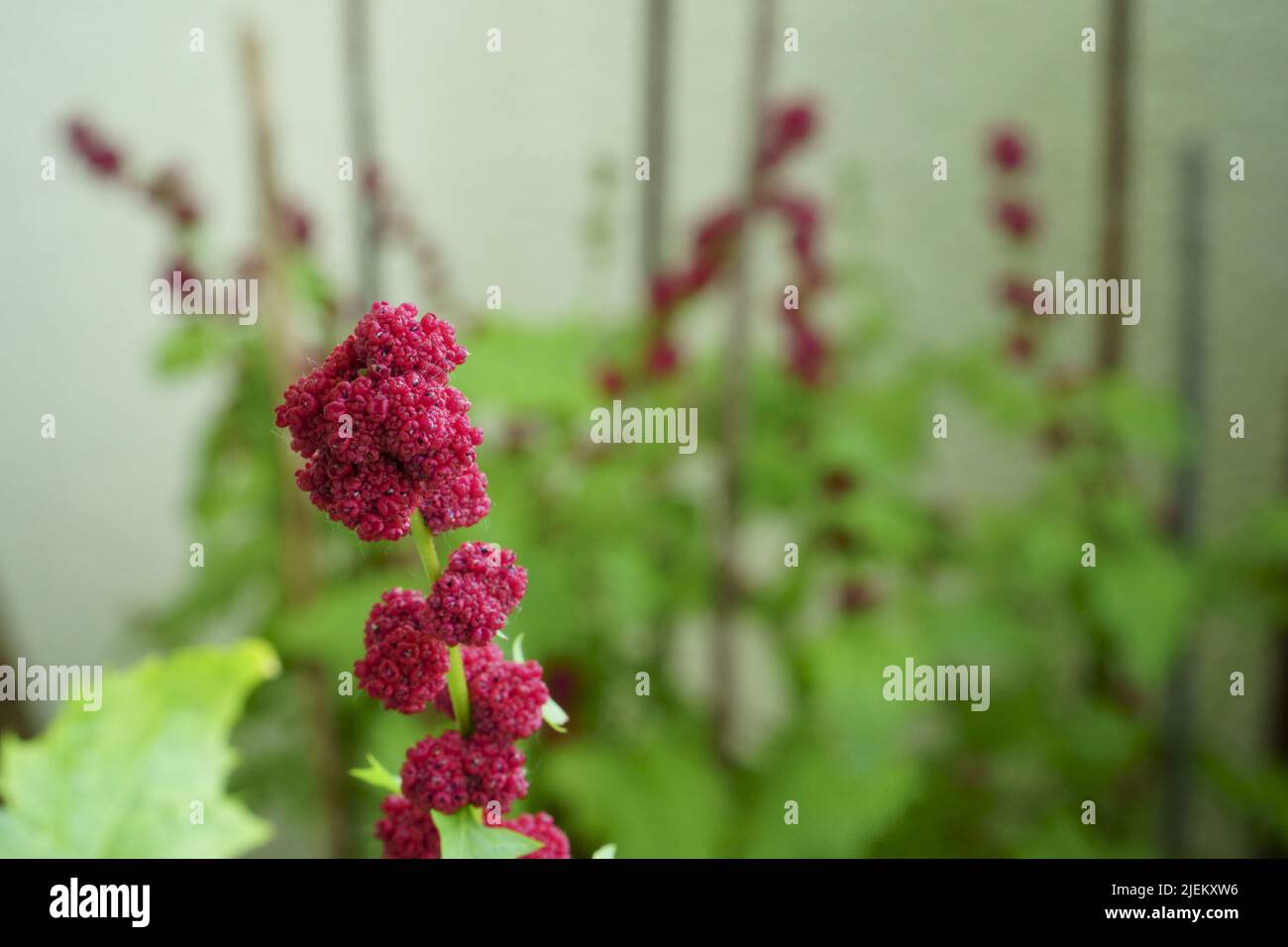 A leafy goosefoot berry in closeup. The sample of flowering berries plant species in the amaranth family known by the Latin name Blitum virgatum, (syn Stock Photo