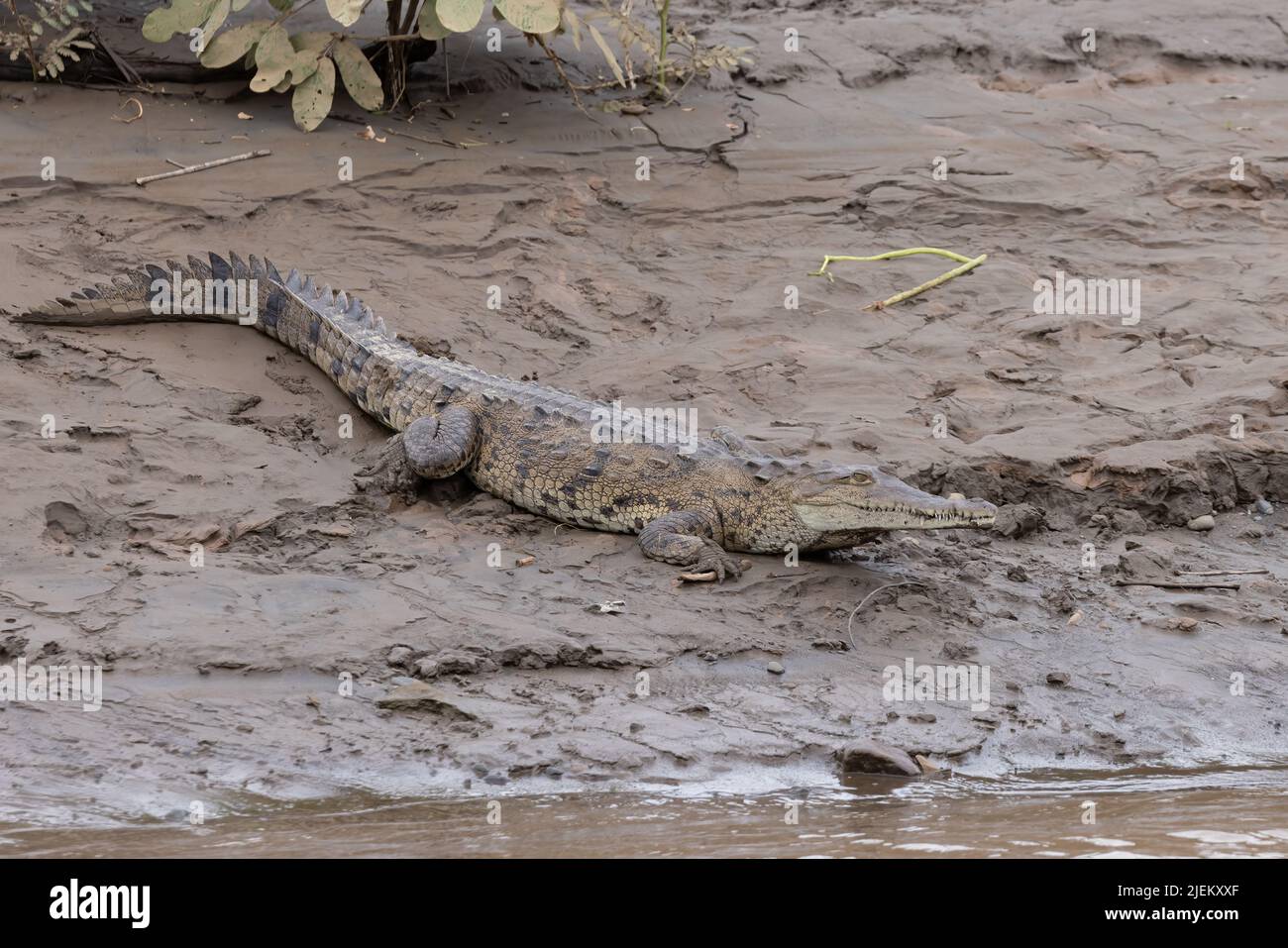 Crocodiles in Costa Rica getting some sun. Stock Photo