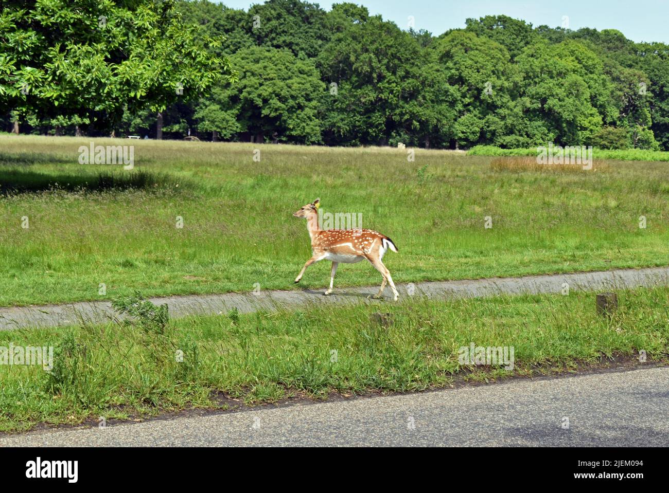 dkny deer park