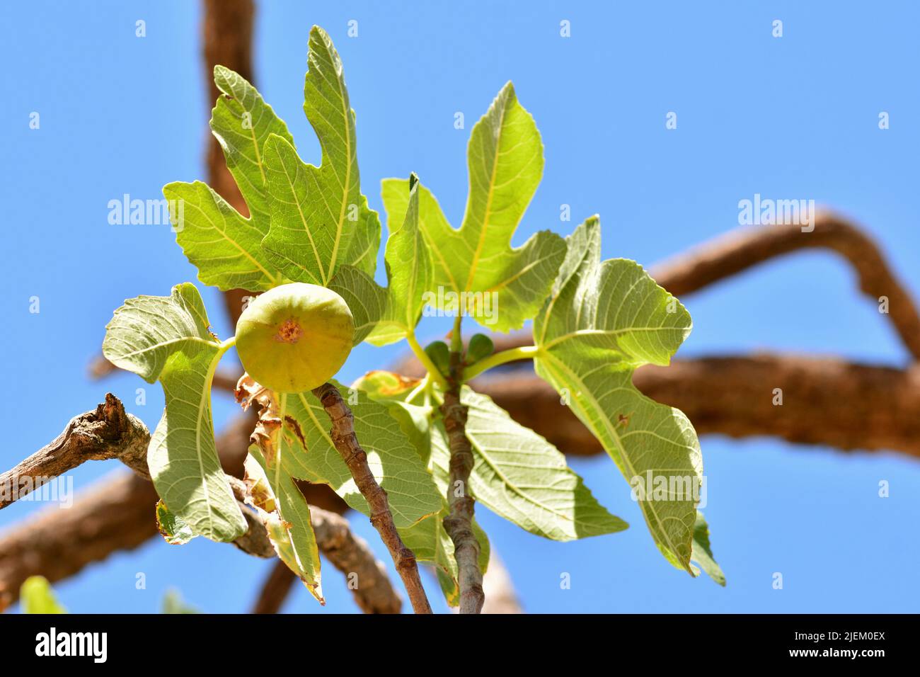 Hoja de ficus hi-res stock photography and images - Alamy