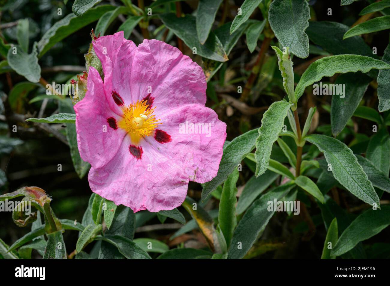 Light corollas, in crumpled bright pink silk, with A heart bristling with golden yellow stamens. Stock Photo