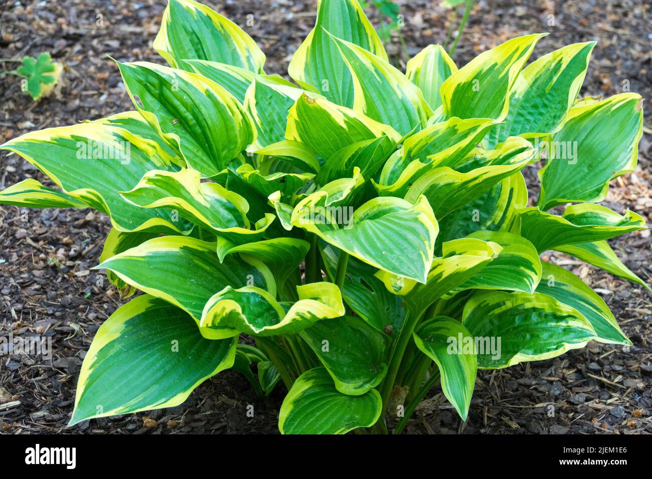 Hosta don stevens hi-res stock photography and images - Alamy