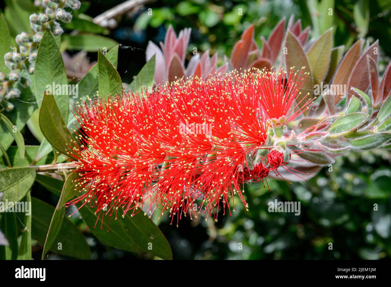 Elegant red flower called rince-bouteille. It forms a beautiful bush, covered with a fine evergreen foliage sometimes aromatic. Stock Photo