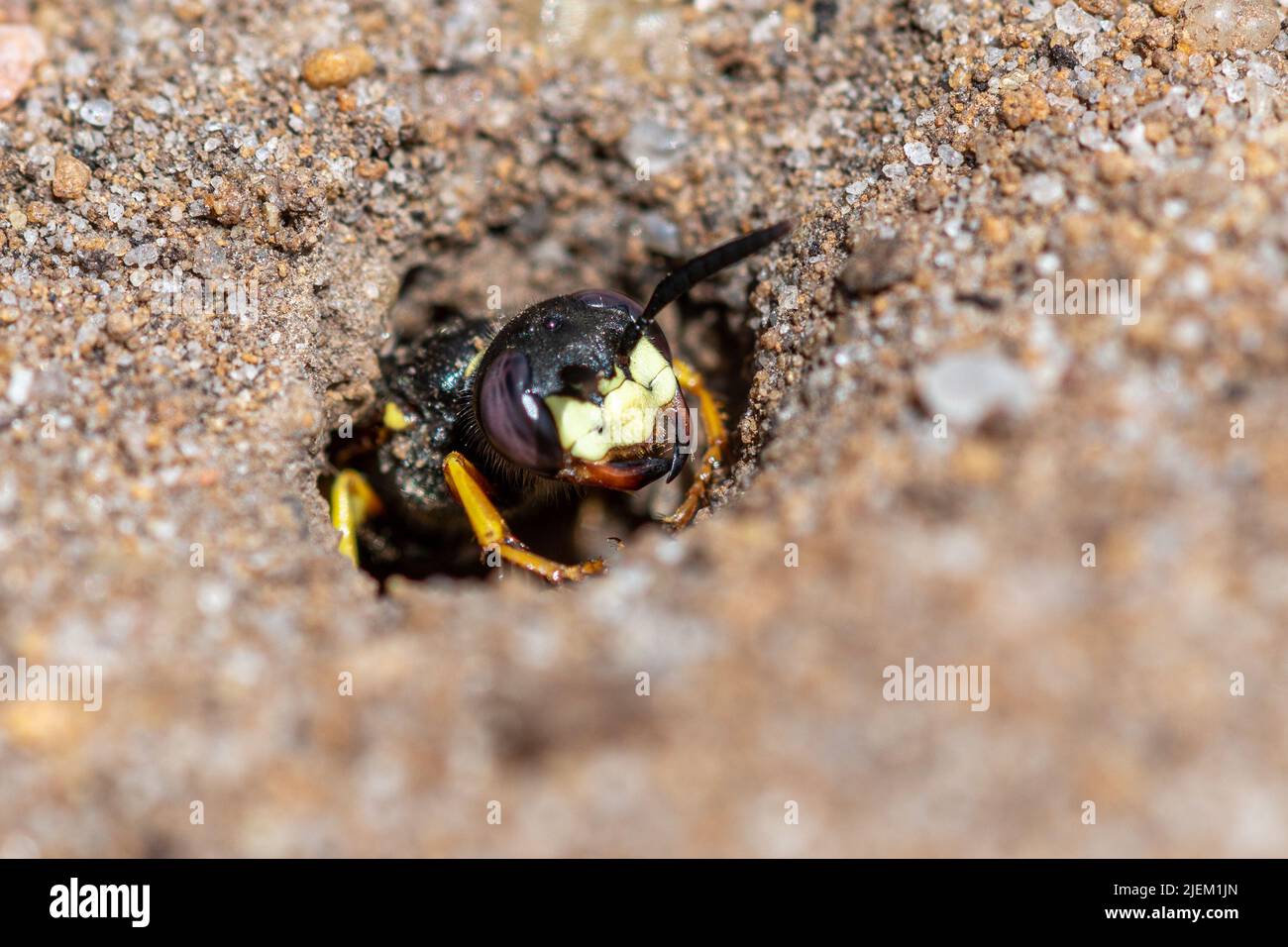 European beewolf (Philanthus triangulum), a solitary wasp species on sandy heath in Surrey, England, UK. Female at entrance to her nest burrow in sand Stock Photo