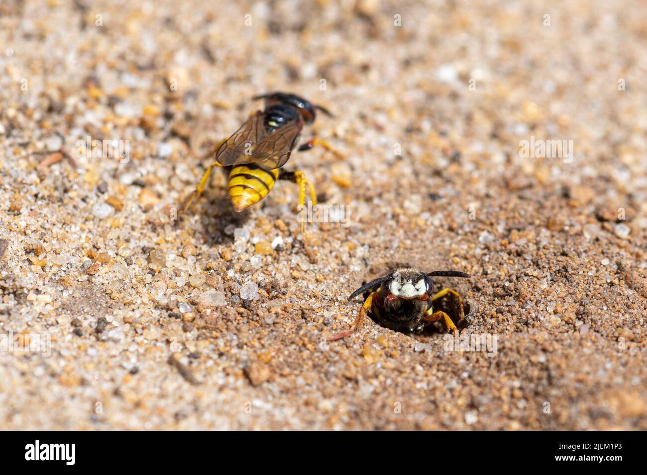 European beewolf (Philanthus triangulum), a solitary wasp on sandy heath, Surrey, England, UK. Female guarding her nest burrow from another bee wolf Stock Photo