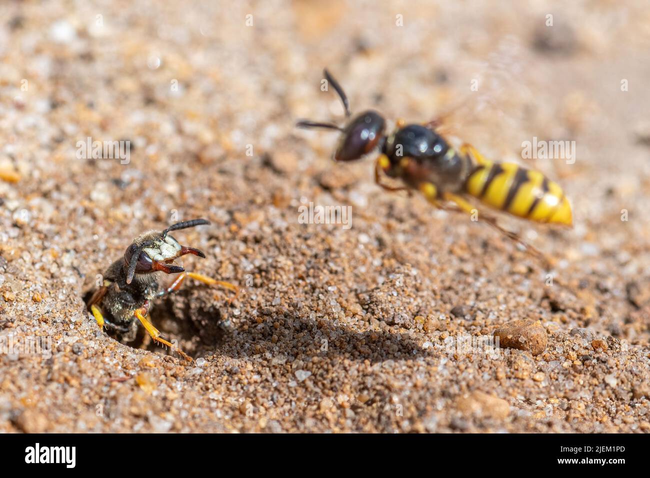 European beewolf (Philanthus triangulum), a solitary wasp on sandy heath, Surrey, England, UK. Female guarding her nest burrow from another bee wolf Stock Photo